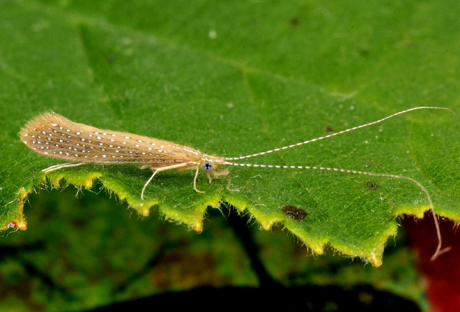 Setodes argentipunctellus di Toano (RE)